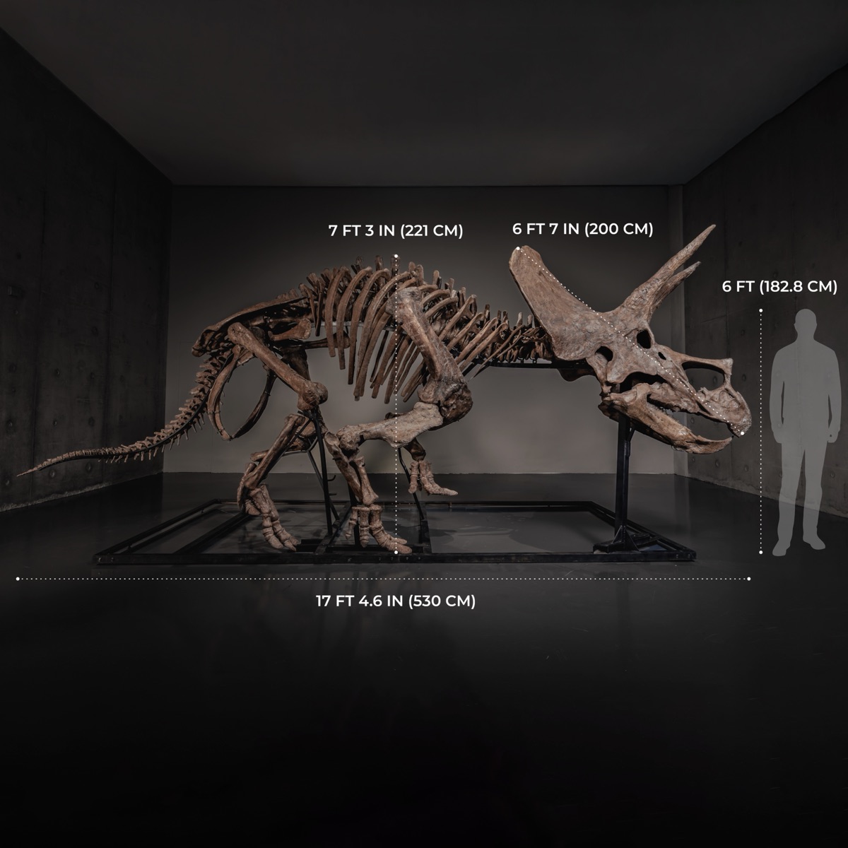 Trey the Triceratops scale diagram showing measurements: 17 ft 4.6 in (530 cm) nose to tail, 7 ft 3 in (221 cm) horn height, compared to 6 ft human silhouette
